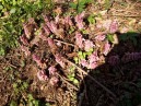 IMG_20200411_164241.jpg