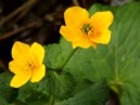 DSCF0593.JPG